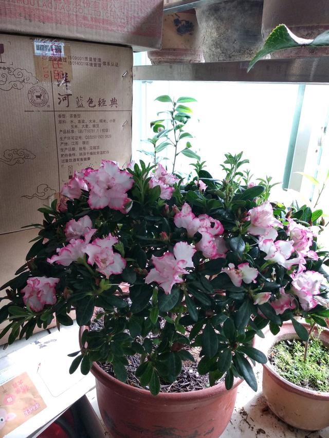 此花是世界名花,花色绚烂,花期超半年,养护简单,是盆栽佳品!