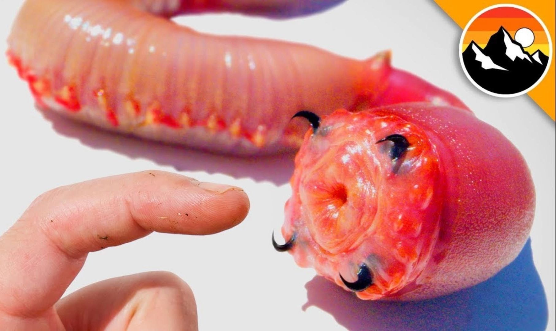 恐怖的血虫对人类有危险吗?