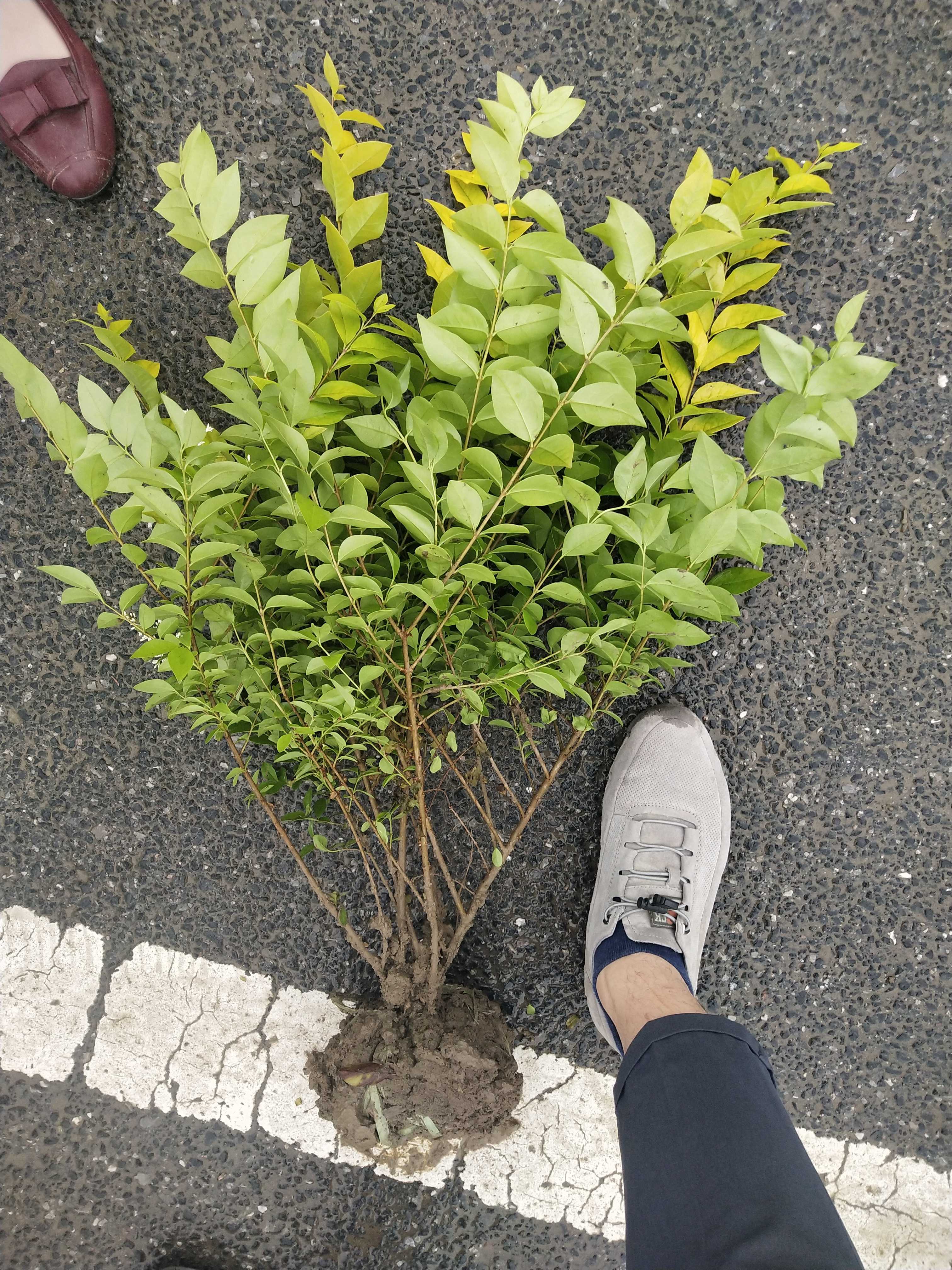 金叶女贞盆景图片(金叶女贞盆景图片大全大图)