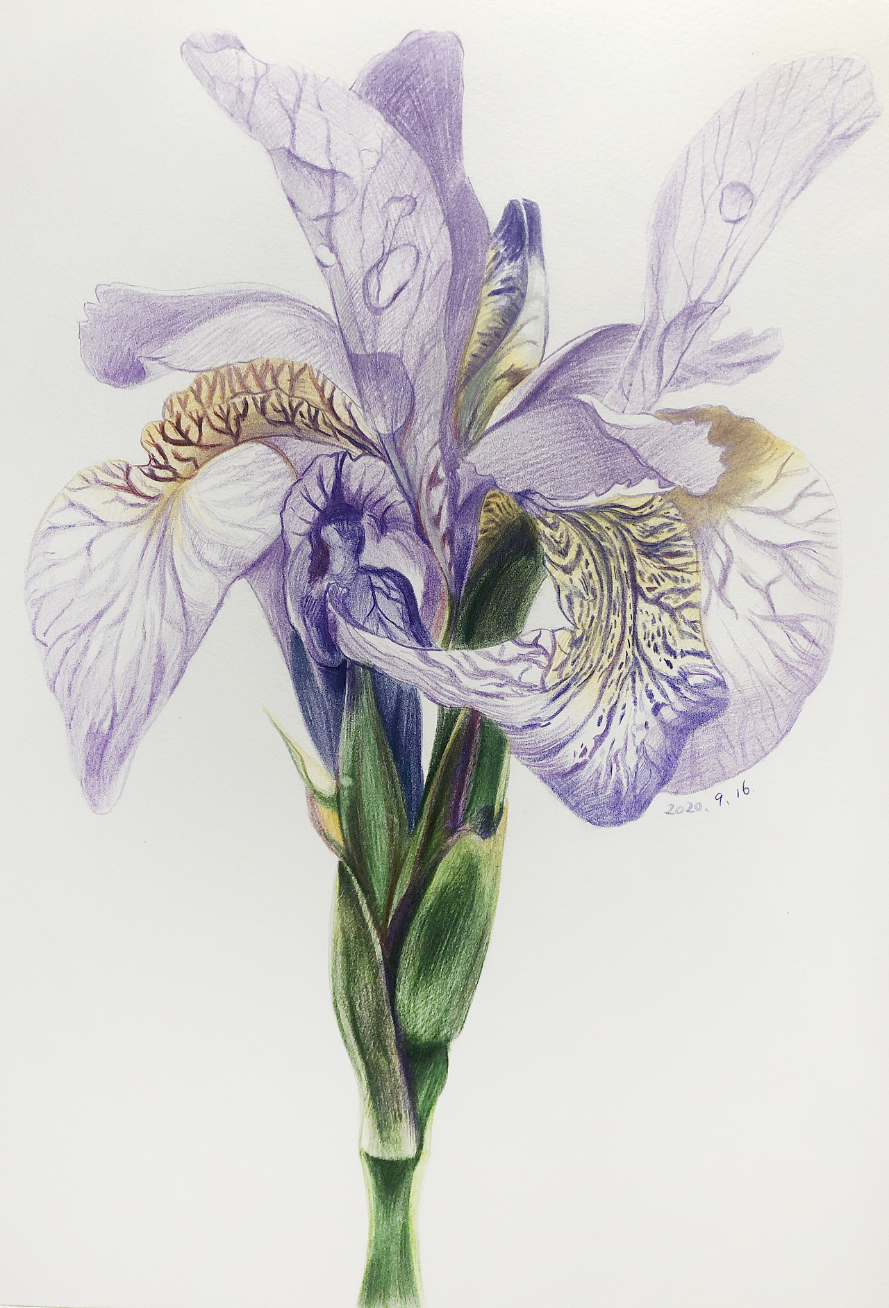 鸢尾花彩铅|纯艺术|绘画|沉底_原创作品-站酷zcool