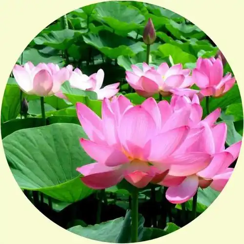 微信头像,大自然美景,每天换个好心情