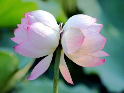 并蒂莲莲花常用来象征爱情,而并蒂莲尤其如此.