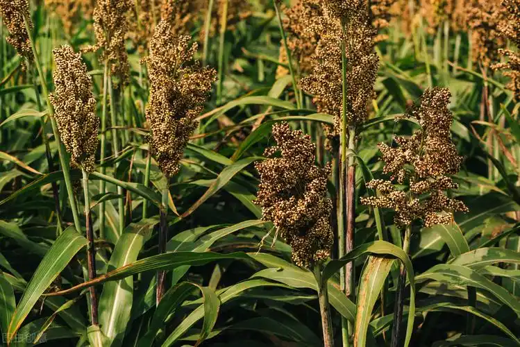 秋天成熟的农作物有哪些