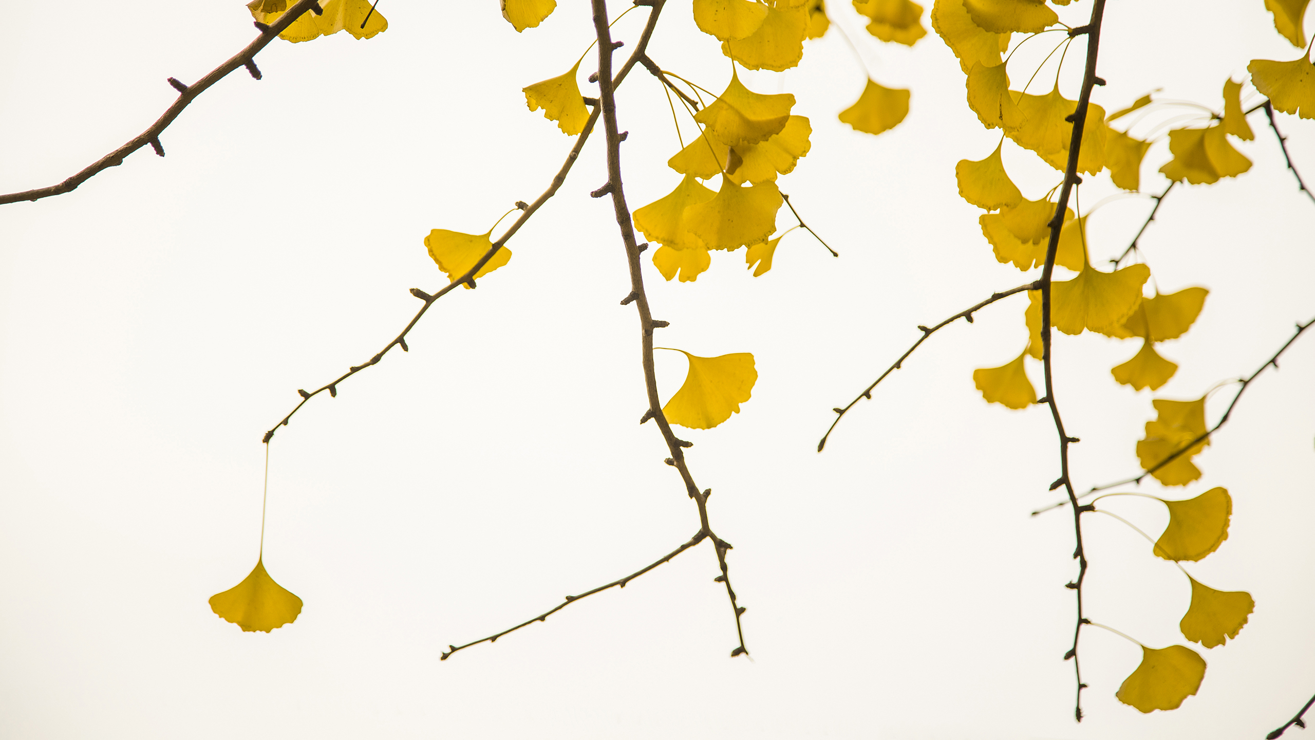 金黄的银杏叶高清宽屏桌面壁纸