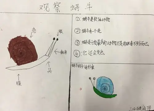 三(6)班《蜗牛观察日记》
