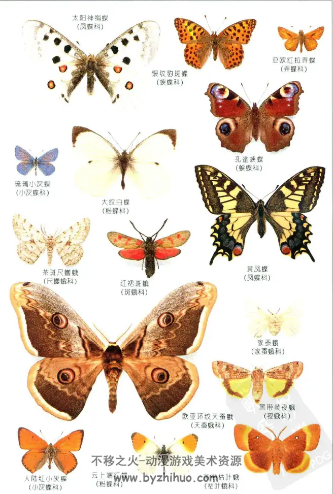 全世界500多种蝴蝶的彩色图鉴