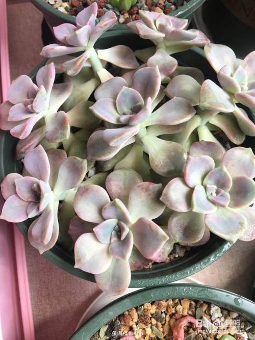 紫乐徒长了怎么控回来