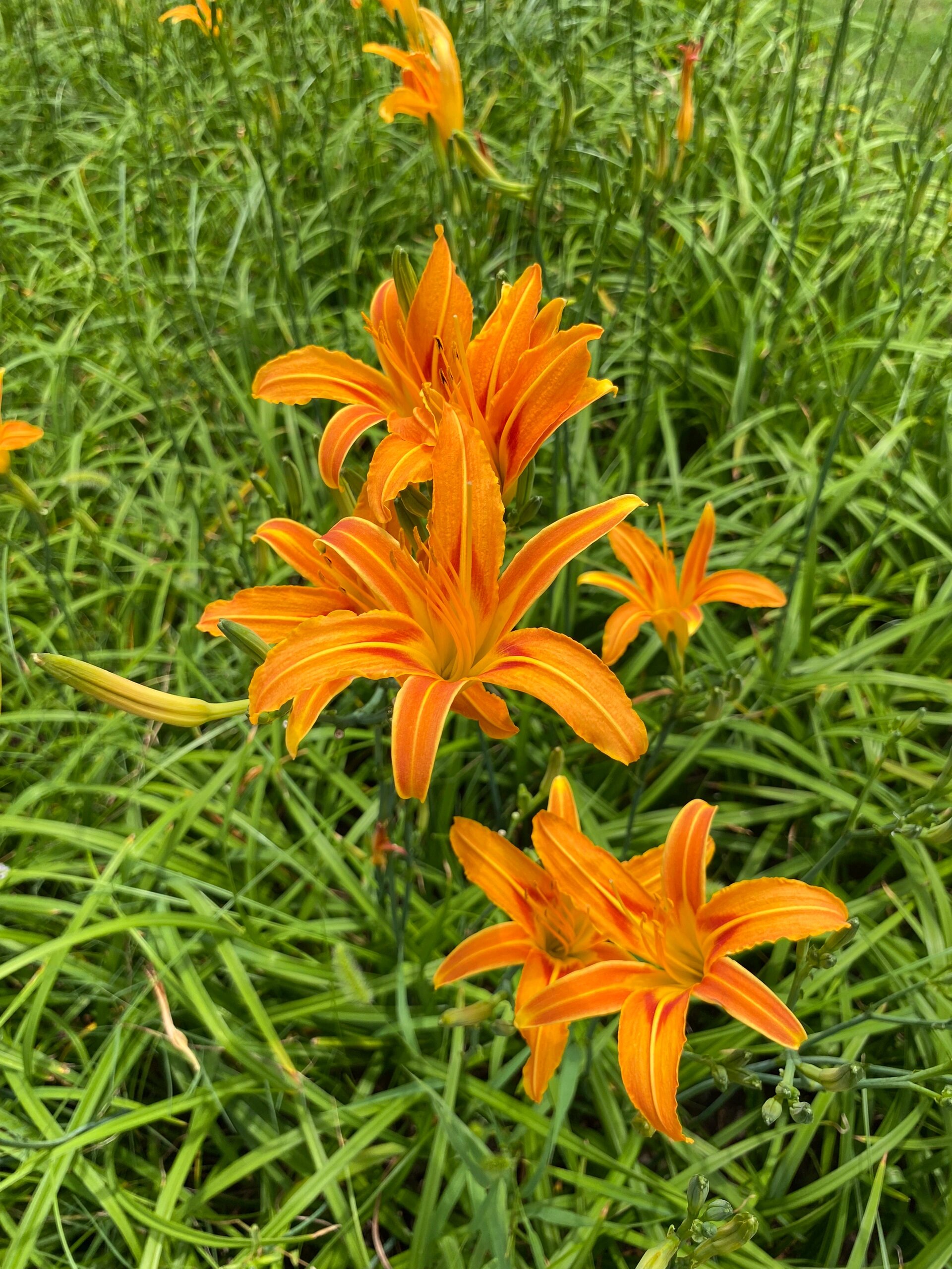 中国的母亲花——萱草