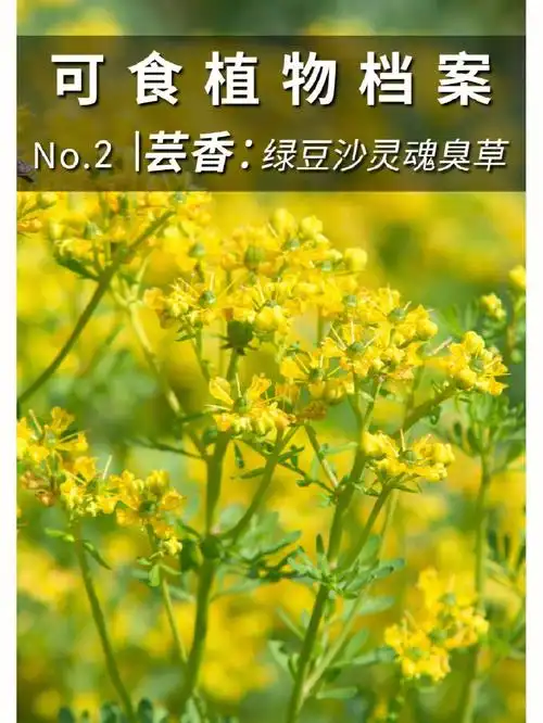 伞状花序,整棵植物散发出强烈的刺激性气味,因此又名臭草93食用功效