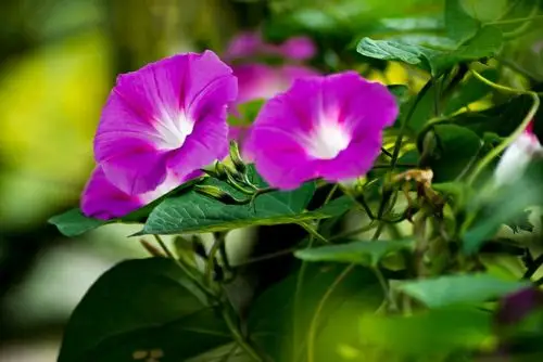 牵牛花的颜色较多,主要有紫色,红色和白色. 紫色的牵牛花