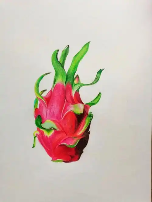 彩铅临摹火龙果