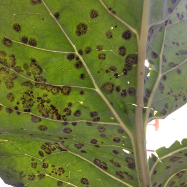 这菜花的病害之前已经请教了两次了,还想得到更多的指点.