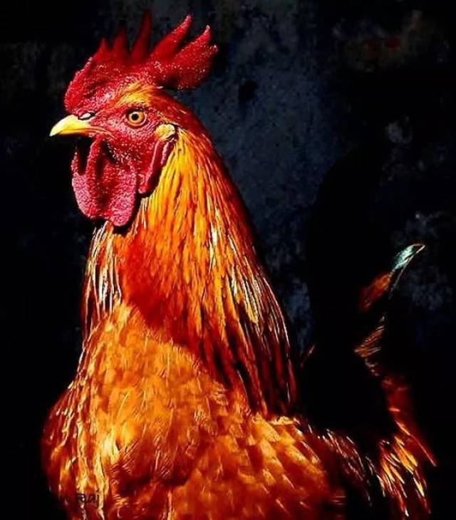 因为高卢鸡英勇,顽强,好斗的性格.也当时法国人民的革命意识的象征.