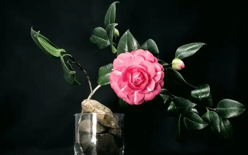 电脑壁纸 花卉 鲜花 迷人的花朵风光摄影