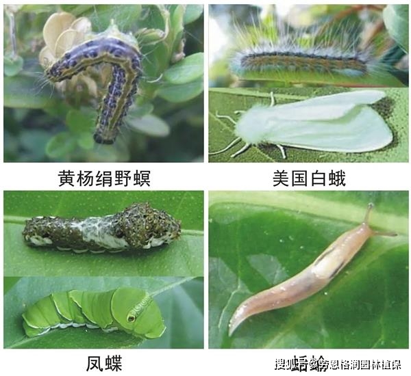 园林食叶类害虫主要有鳞翅目的蓑蛾,夜蛾,刺蛾,尺蛾,螟蛾,枯叶蛾,舟蛾