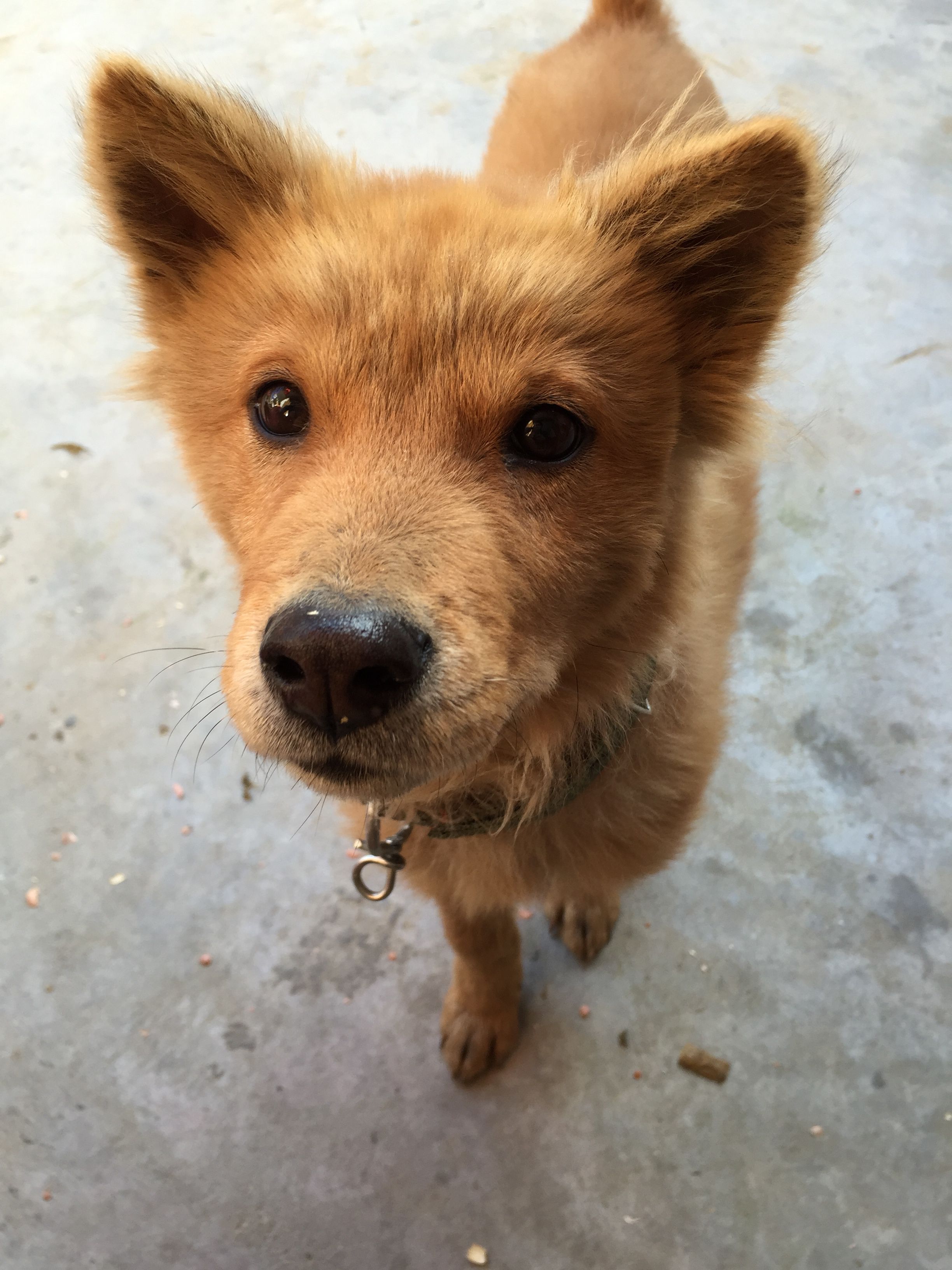 不管见着谁都特别亲切,谁都能把它牵走,我觉得不像是土狗请你们帮忙看