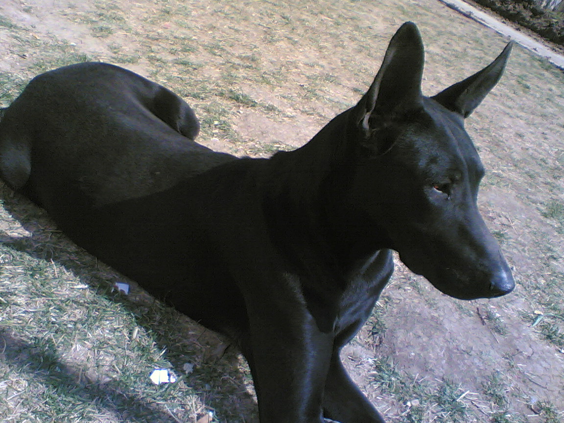 p>黑狼犬属于 a target="_blank" href="/item/狼狗/81035" data