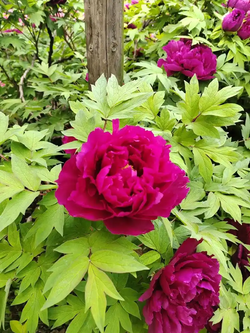 国色天香牡丹花 #花开富贵好运来 #感受大自然的气息和美景 - 抖音