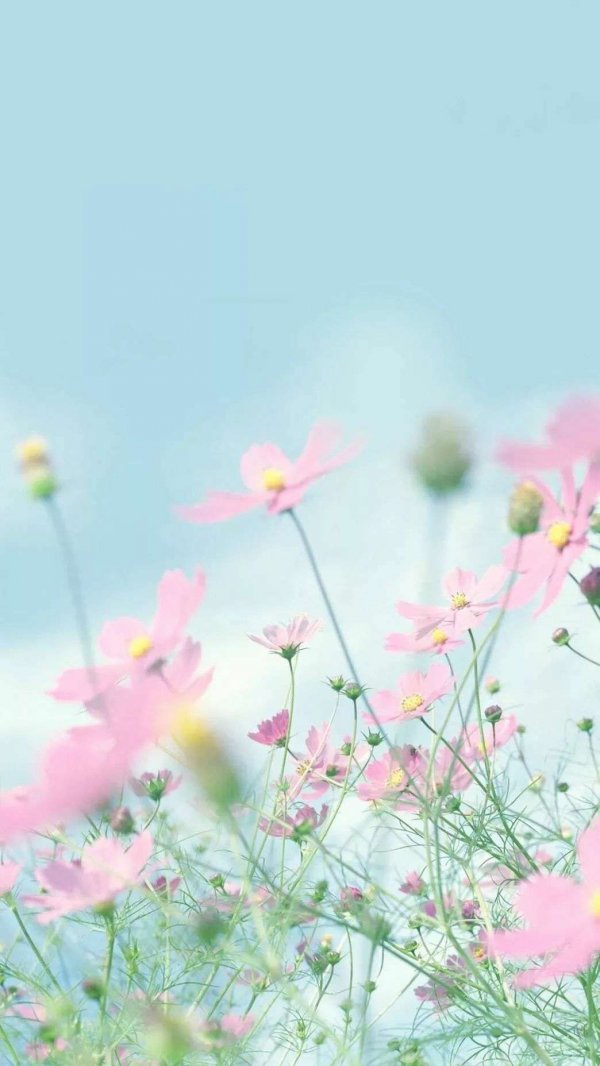 花朵图片淡雅花卉