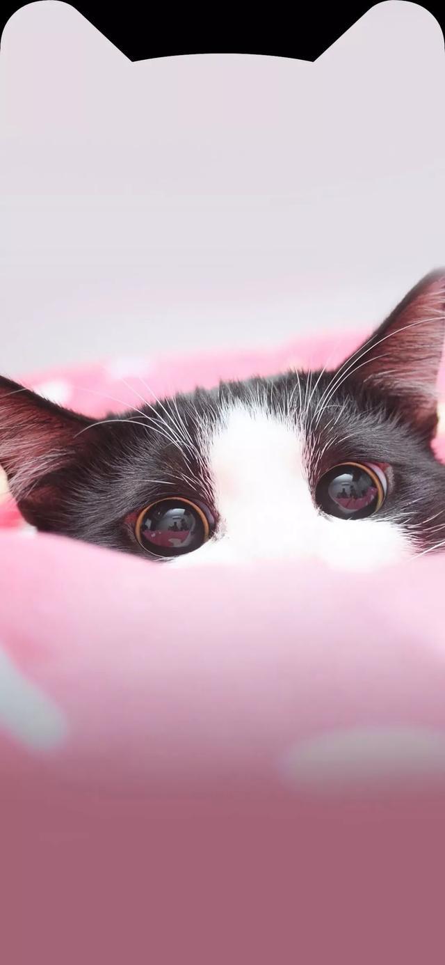 iphone刘海壁纸|再多人的评论都比不上喜欢的人一个点赞