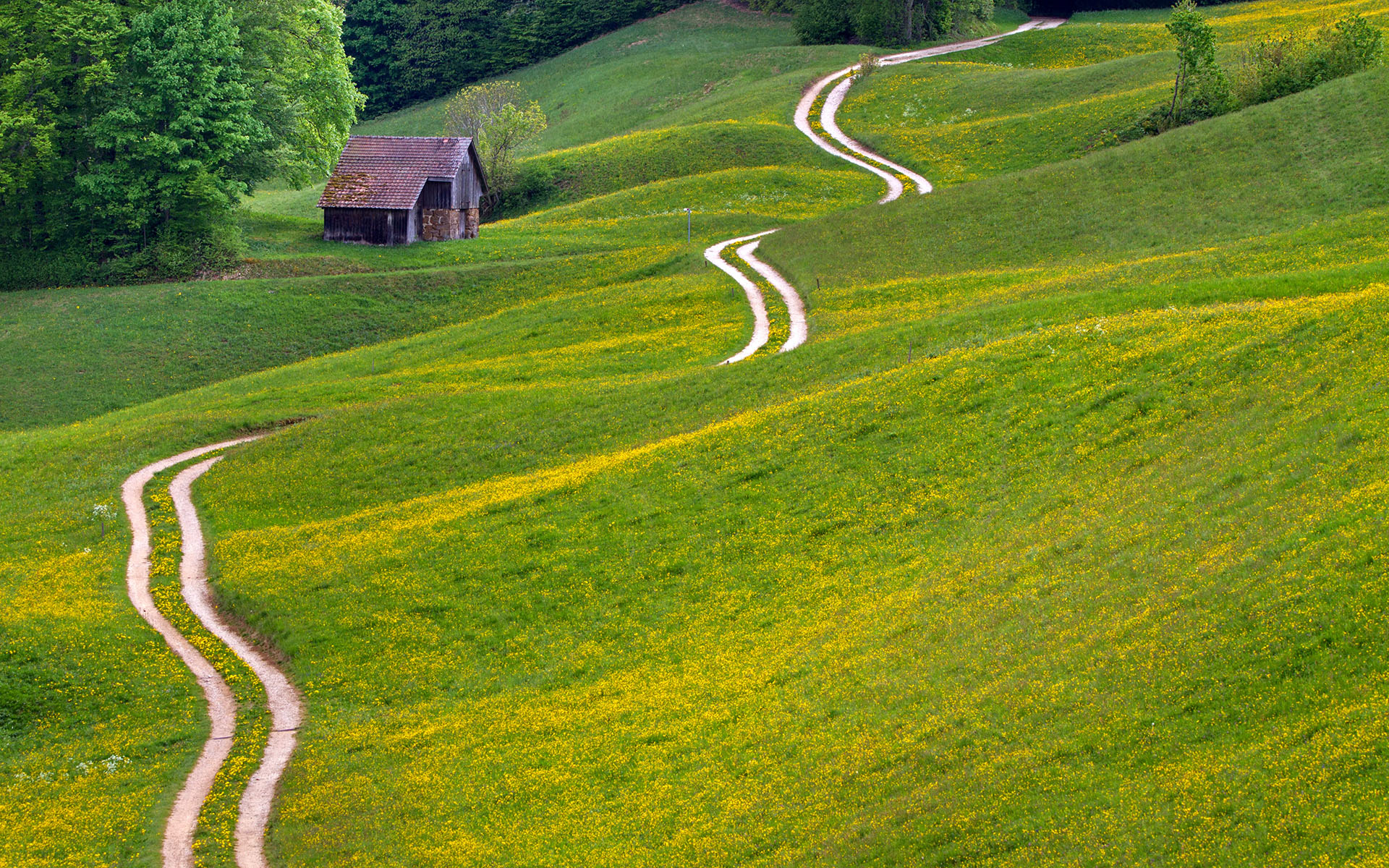 绿色草地唯美护眼风景桌面壁纸