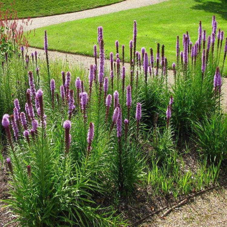 茗茜花卉供应蛇鞭菊 公路两侧用草花