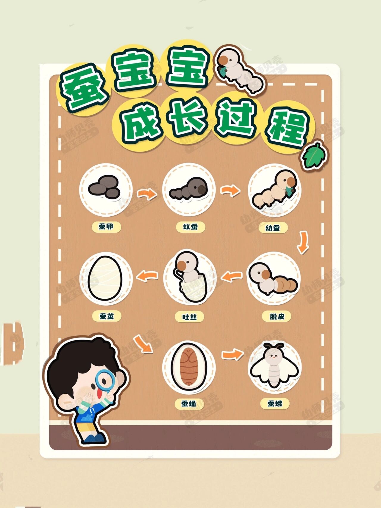 蝴蝶的生长过程