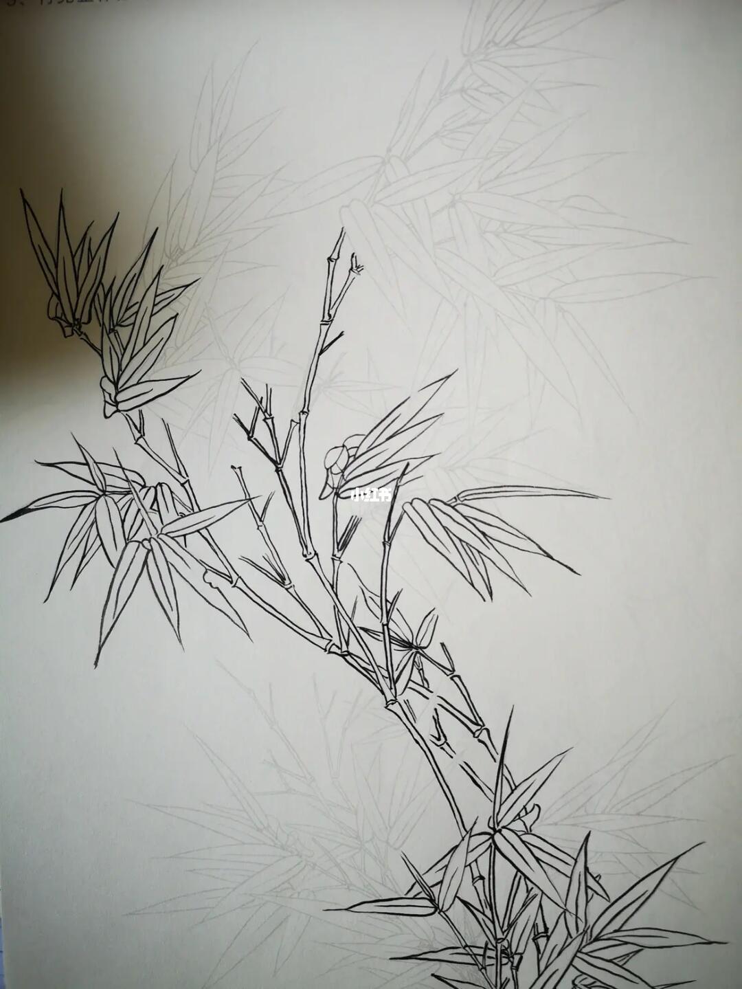 竹白描工笔从主干开始