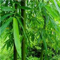 竹子头像唯美图片大全_微信头像图片大全