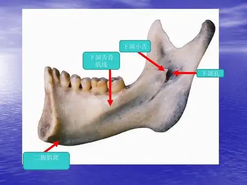 临床本科系统解剖学标本考试2 下颌小舌 下颌舌骨 肌线 下颌孔 第11页