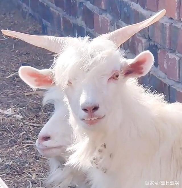 山羊撞脸庆余年二皇子,刘端端:有被冒犯到,我是不要面子吗!