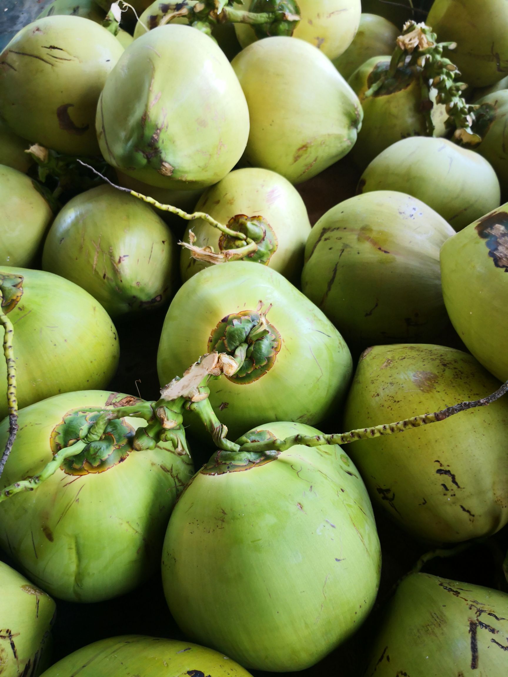 长期供应海南椰子椰青毛椰