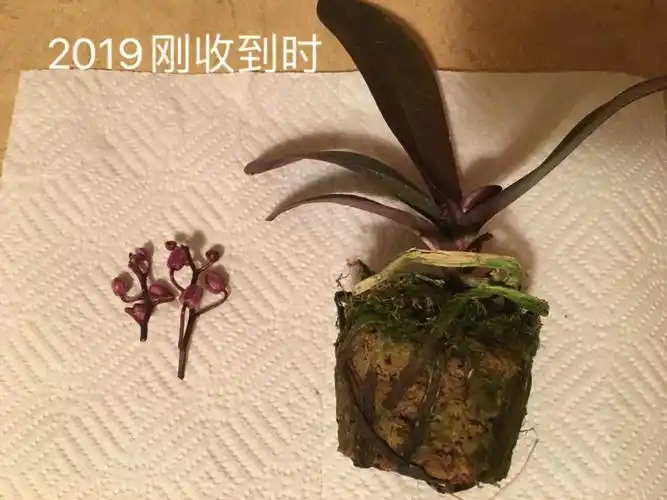 小白如何拯救蝴蝶兰烂根