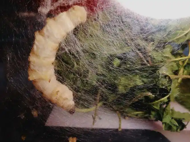 5月14日第三只蚕也吐丝了