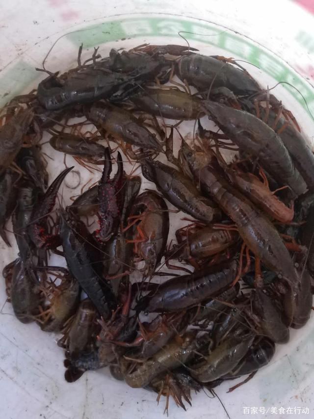纯野生小龙虾,让你吃到过瘾!