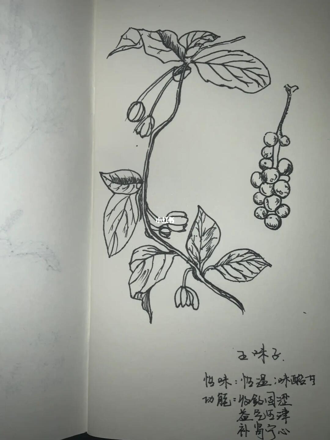 每天认识一味中草药成分五味子