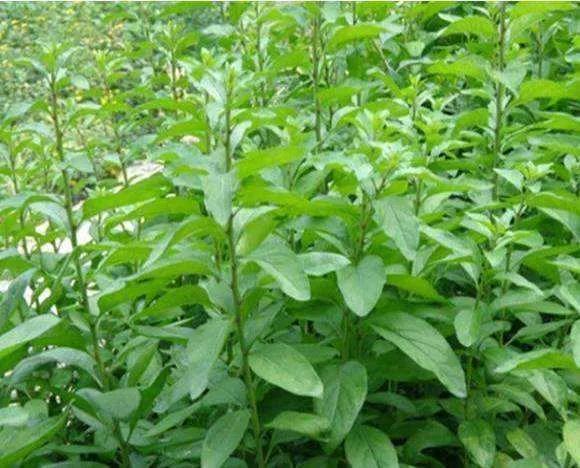 舌尖上的野菜,枸杞头是上品,古往今来都爱吃,好处多多