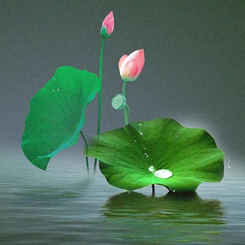 微信头像莲花图片大全意境 微信头像图片大全 -【爱个性】