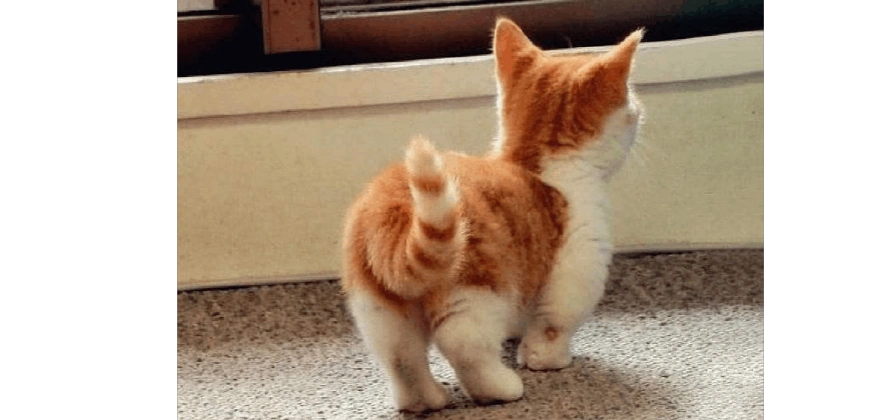 猫咪趴在地上撅屁股,猫咪趴着屁股翘着是怎么回事