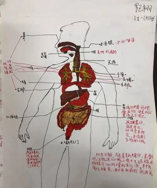 初一实验班生物模型制作大赛获奖公示