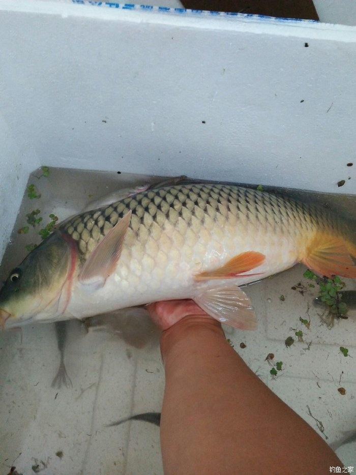 突破最大的鱼获 自制饵料钓鲤鱼