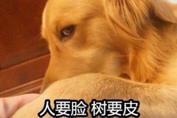 双标狗是什么意思用双重标准评判别人的人倾向性明显