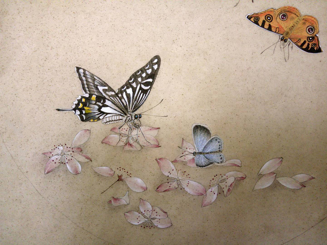 手绘-工笔-蝴蝶_伊斯里夫的画笔-站酷zcool