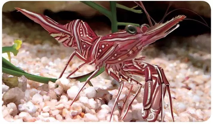 的小丑虾小丑虾白色的身体上散布着红色,紫色,褐色的斑点,非常漂亮