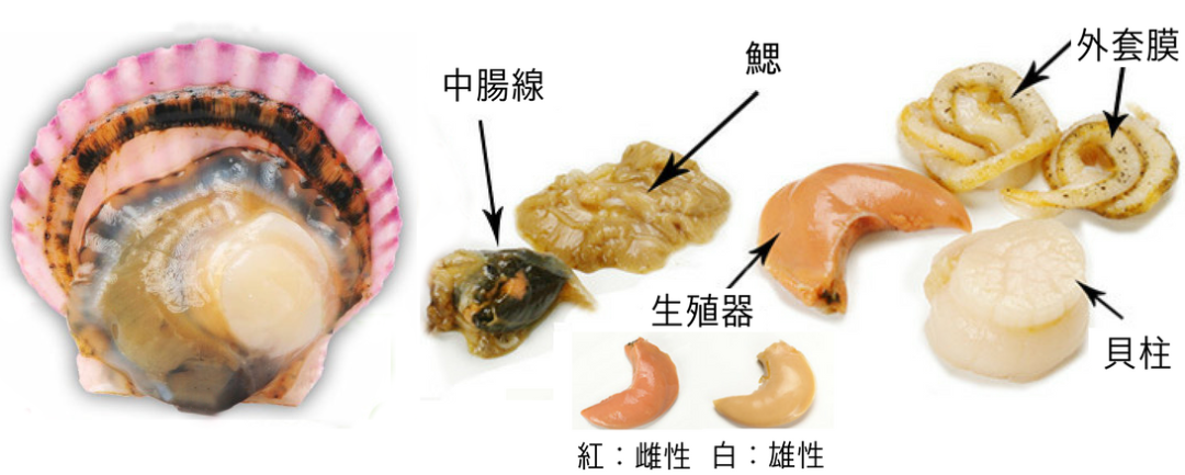扇贝内部器官一览图