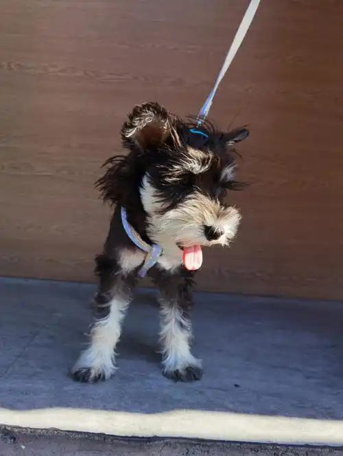 底部发灰,毛尖还是黑色,肚皮也没有那么黑了,都说养雪纳瑞就是开盲盒