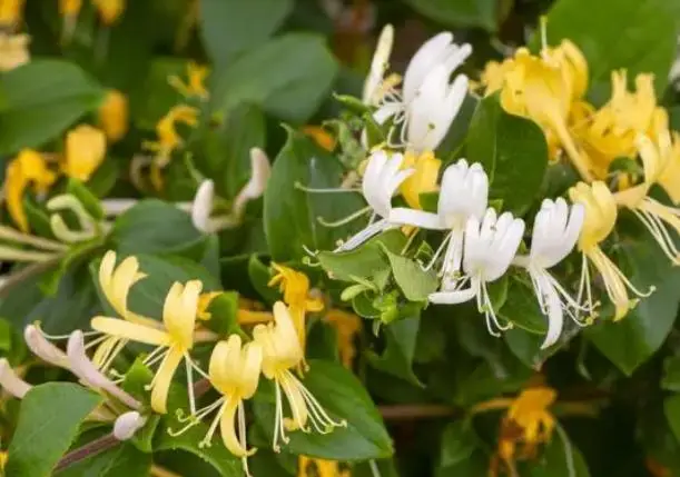 金银花和它是天生一对,坚持喝,肝脏干净了,睡眠质量也好了_作用_功效