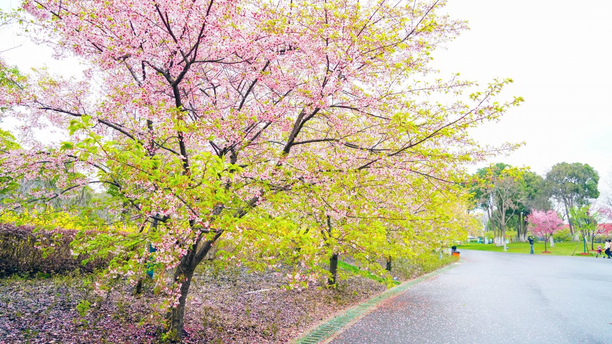 春天公园樱花2021高清照片图片