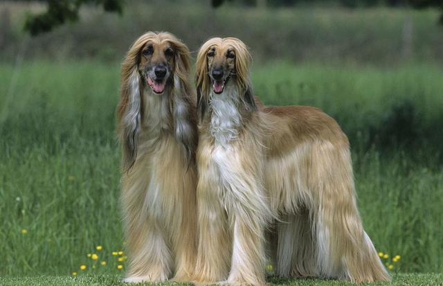 【英国皇家猎犬叫什么】世界上最高贵的犬种可以随意进出五星级酒店