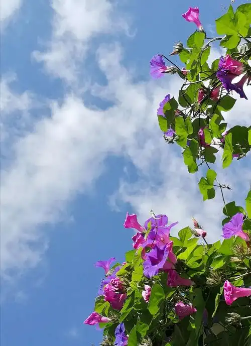 蓝天白云牵牛花!(二)